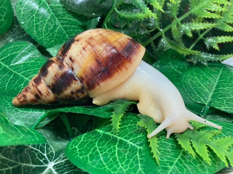Lissachatina reticulata albinos juvénile Nc