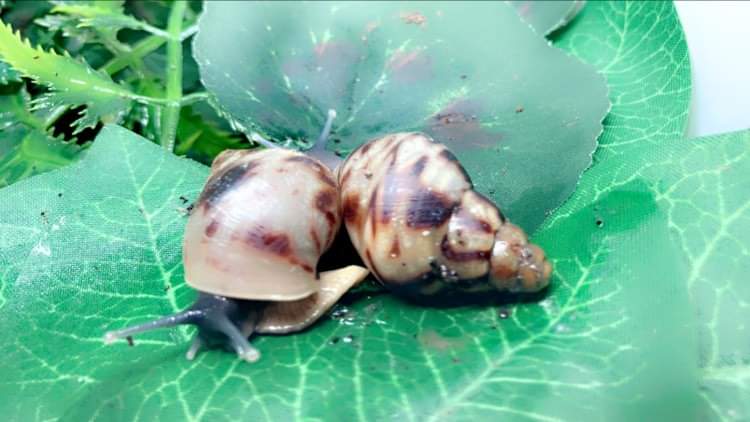 Lissachatina reticulata classique 3 mois