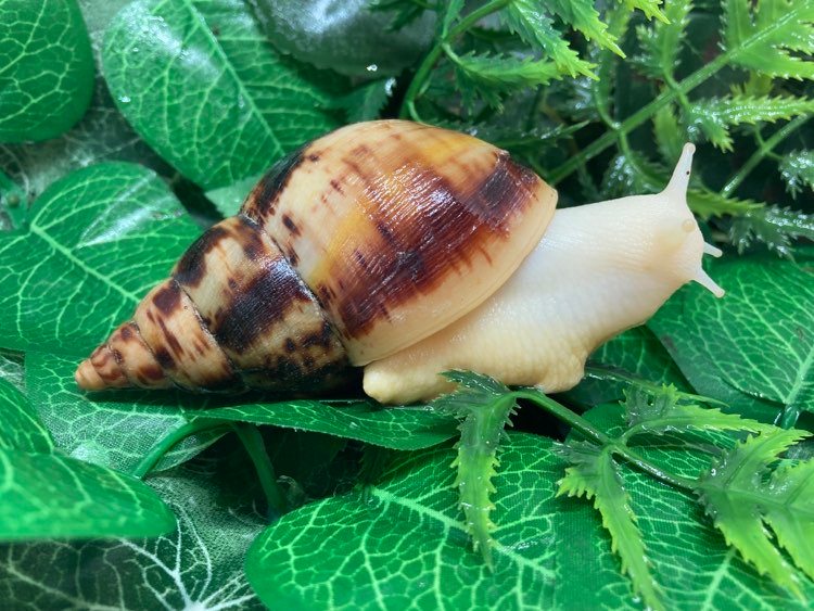 Lissachatina reticulata albinos juvénile Nc