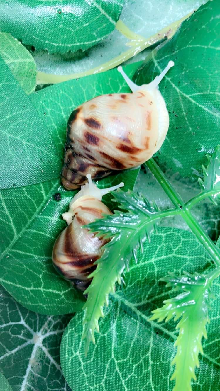 Lissachatina reticulata albinos 3 mois.