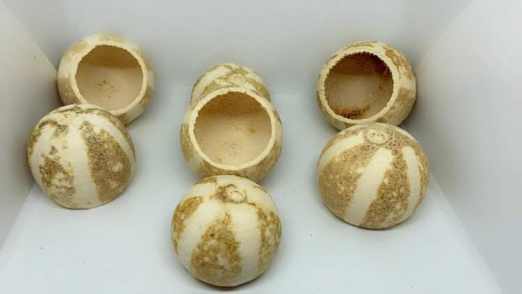 Décoration pumpkin bell cups