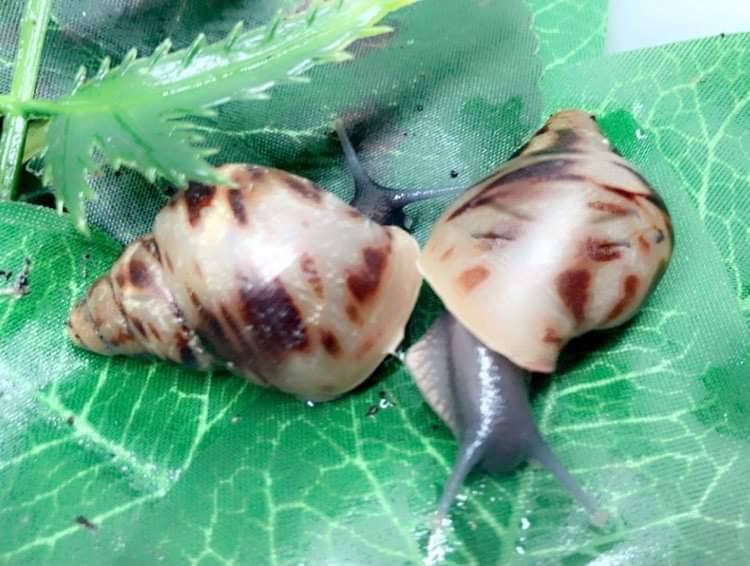 Lissachatina reticulata classique 3 mois