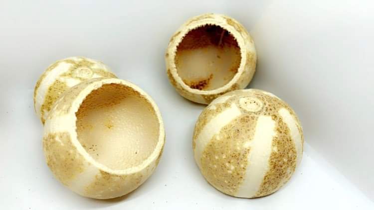 Décoration pumpkin bell cups