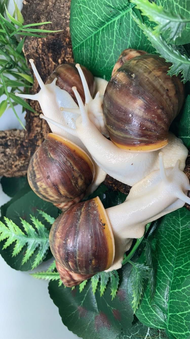 Archachatina Rhodostoma albinos juvéniles