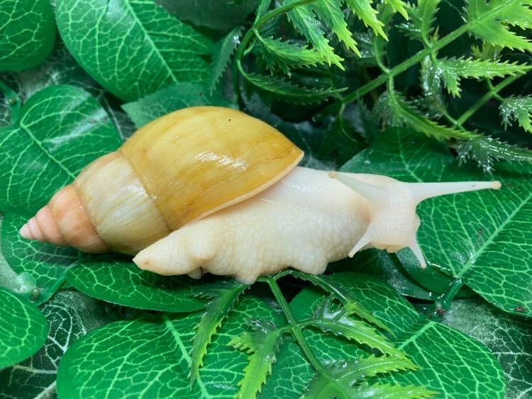Lissachatina fulica Jadatzy juvénile
