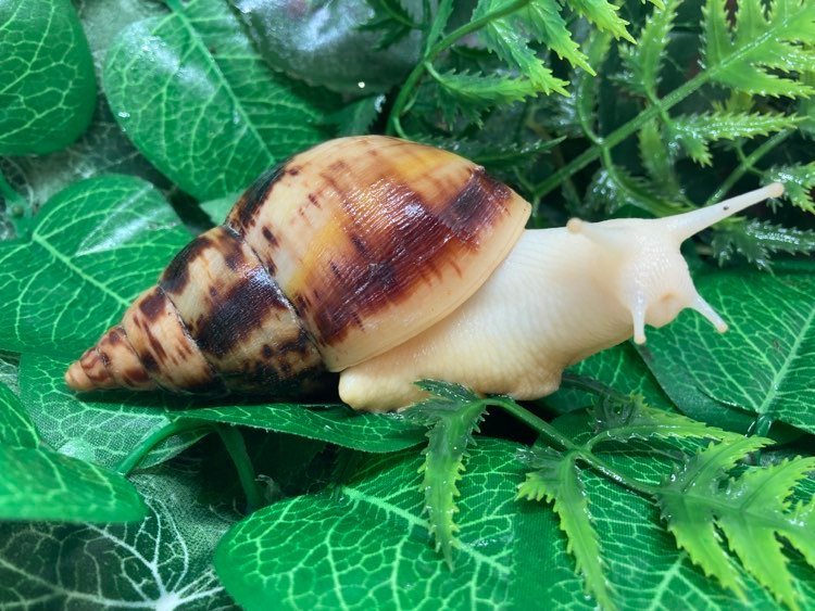 Lissachatina reticulata albinos juvénile Nc
