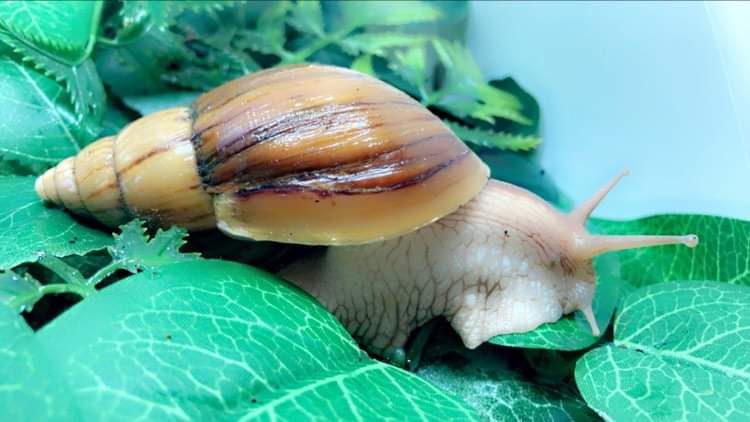 Lissachatina Immaculata mozambique juvénile