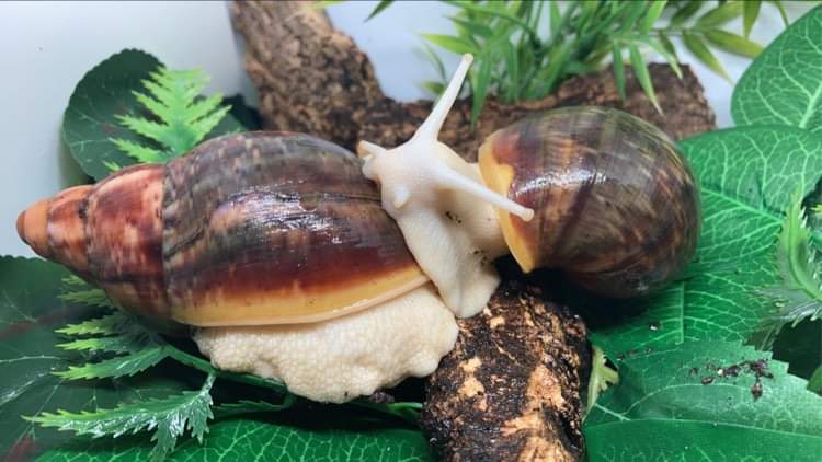 Couple d'Archachatina Rhodostoma albinos nc .