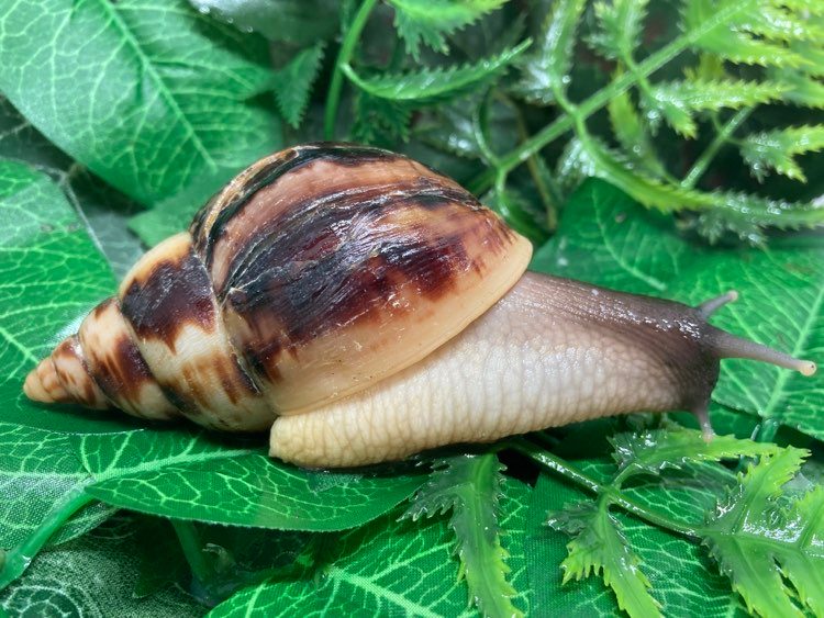 Lissachatina reticulata classique juvénile Nc