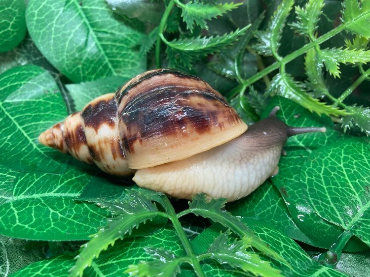 Lissachatina reticulata classique juvénile Nc