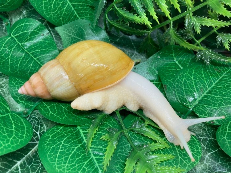 Lissachatina fulica Jadatzy juvénile