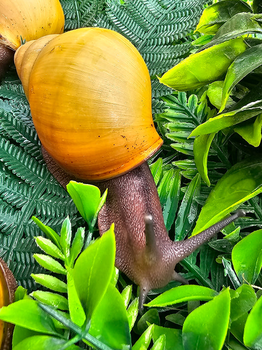 marginata icteria juveniles.