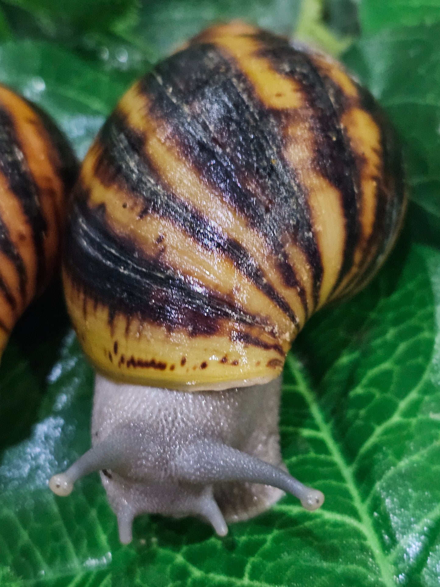 Archachatina Suturalis silver nc