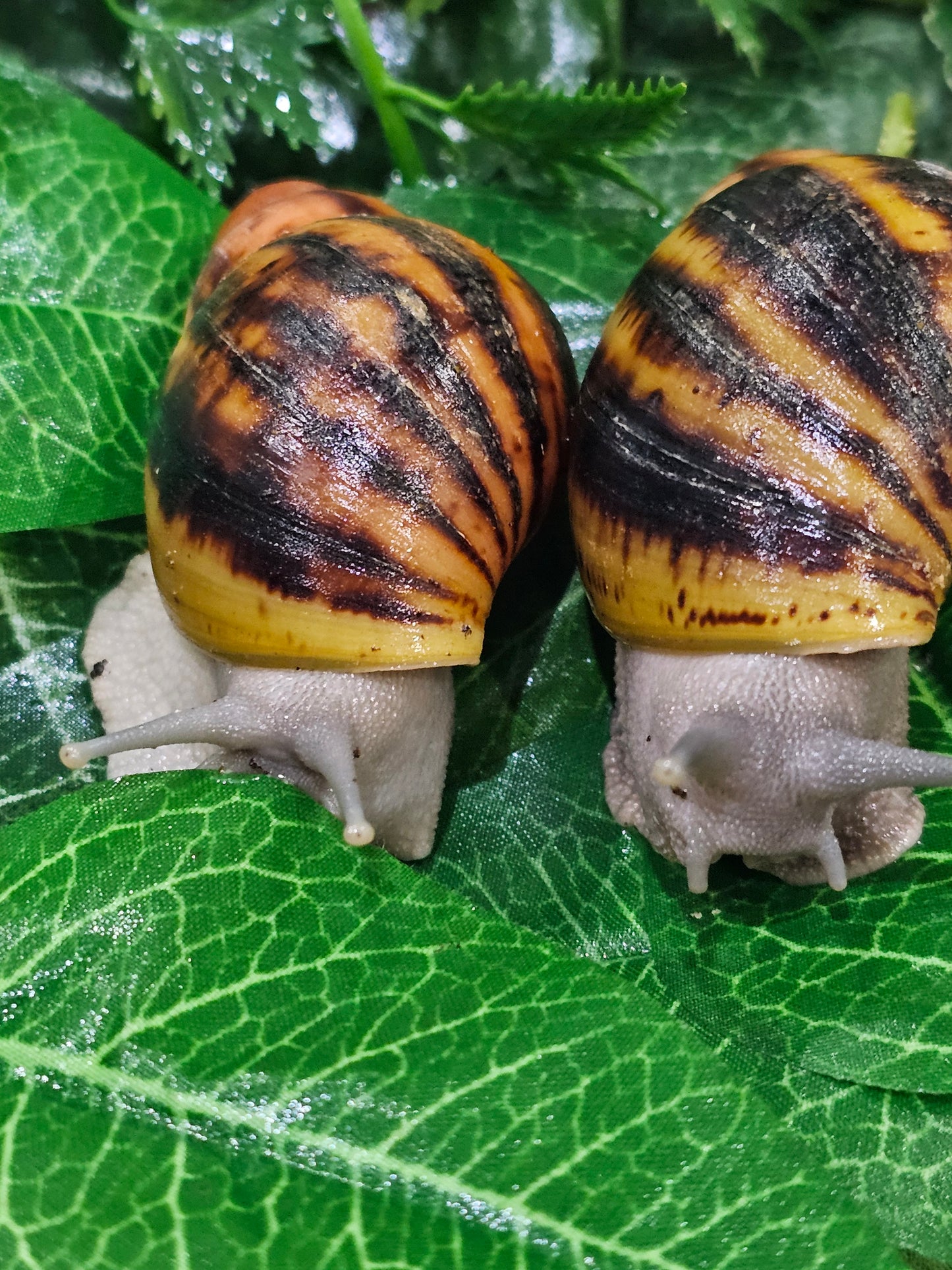 Archachatina Suturalis silver nc