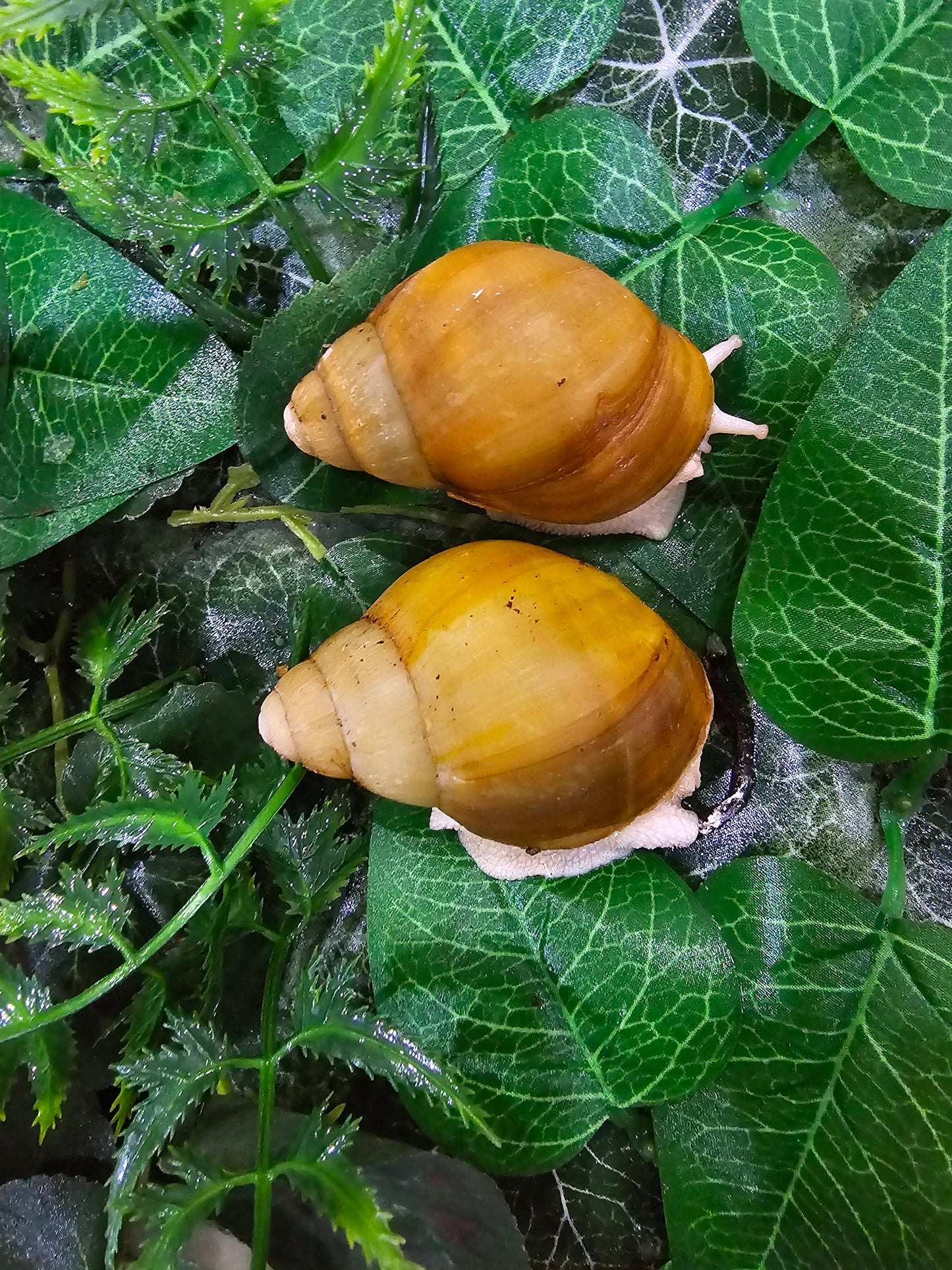 Archachatina marginata icteria full albinos. Nc