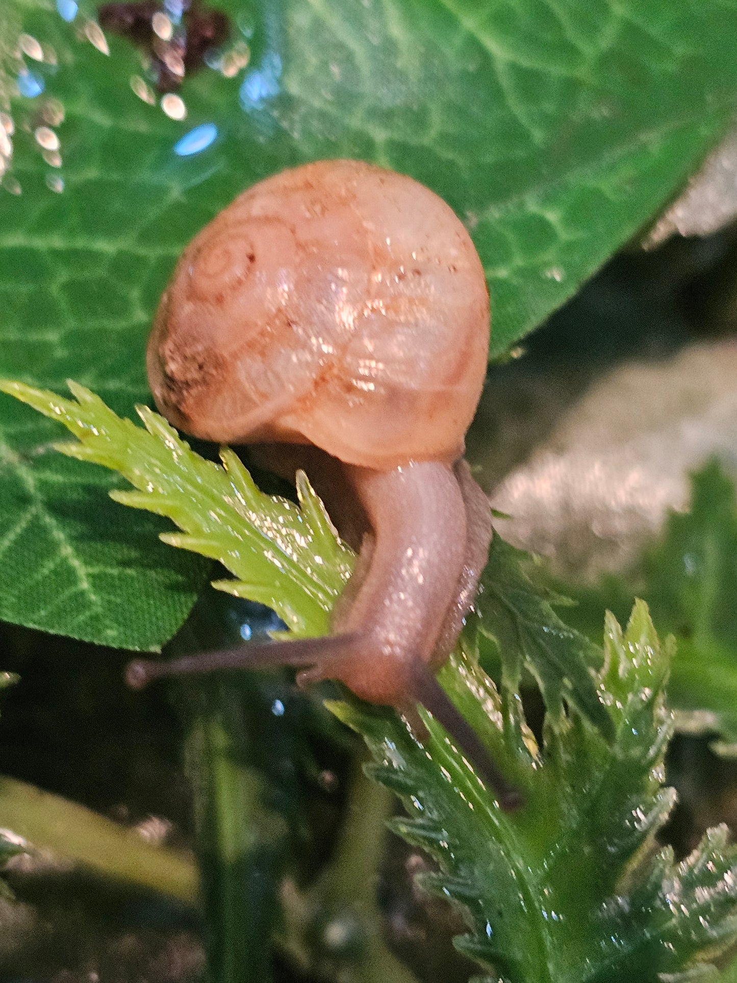 Camaena platyodon juvéniles nc.