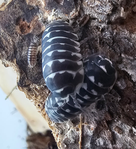 A. Maculatum zebra. 10pcs