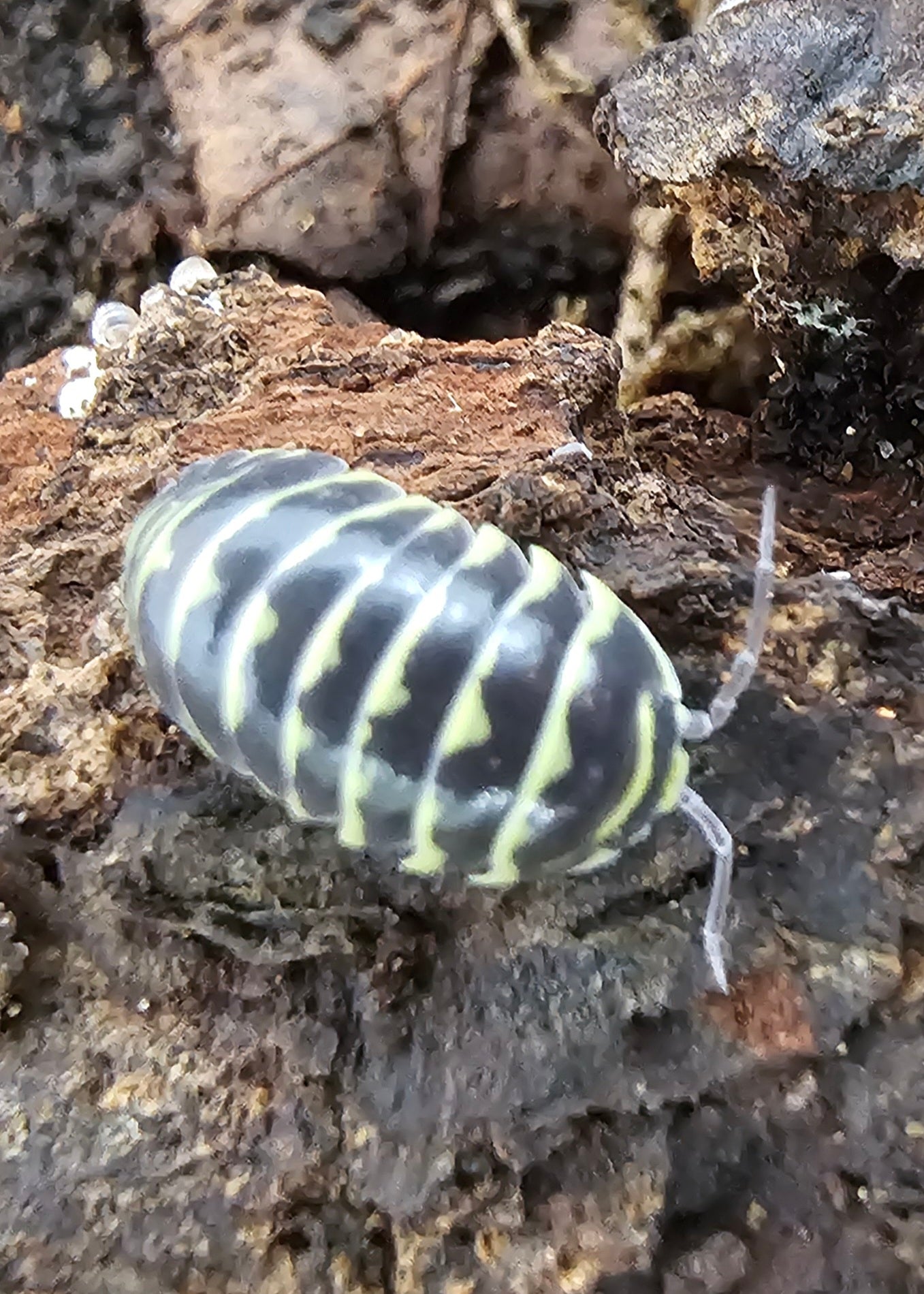 A. Maculatum zebra yelow . 5pcs