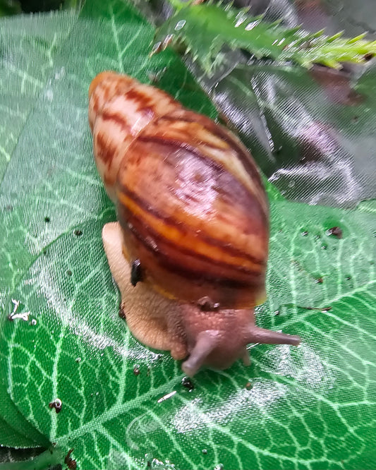 Archachatina papyracea lavande. Nc