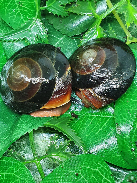 couple de Caracolus Excellens adultes nc.