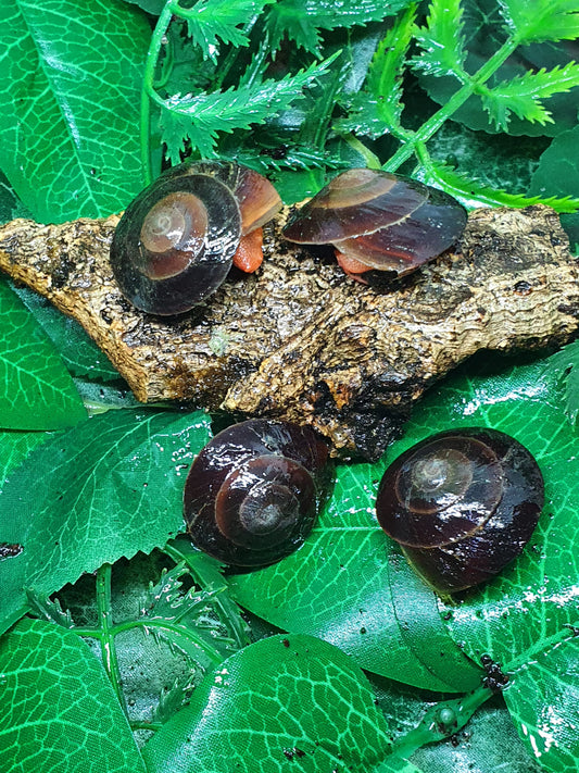 Caracolus excellens juvéniles. Nc