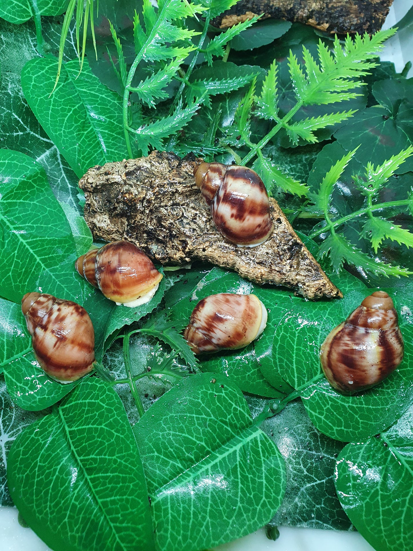 Archachatina Purpurea albinos 3 mois nc.