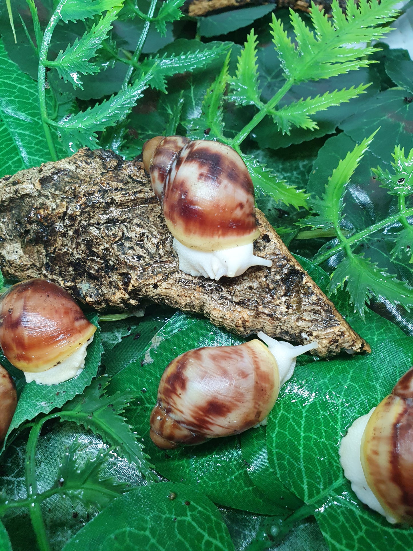 Archachatina Purpurea albinos 3 mois nc.