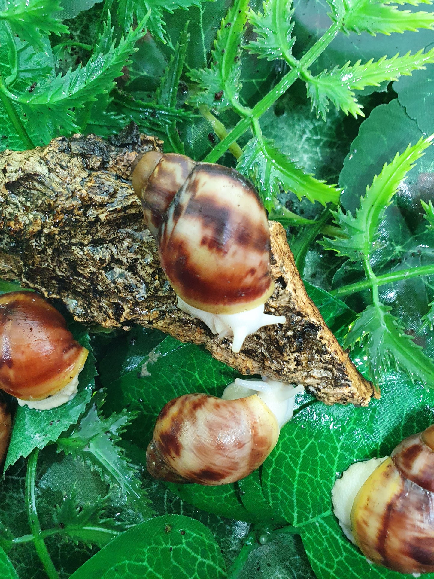 Archachatina Purpurea albinos 3 mois nc.