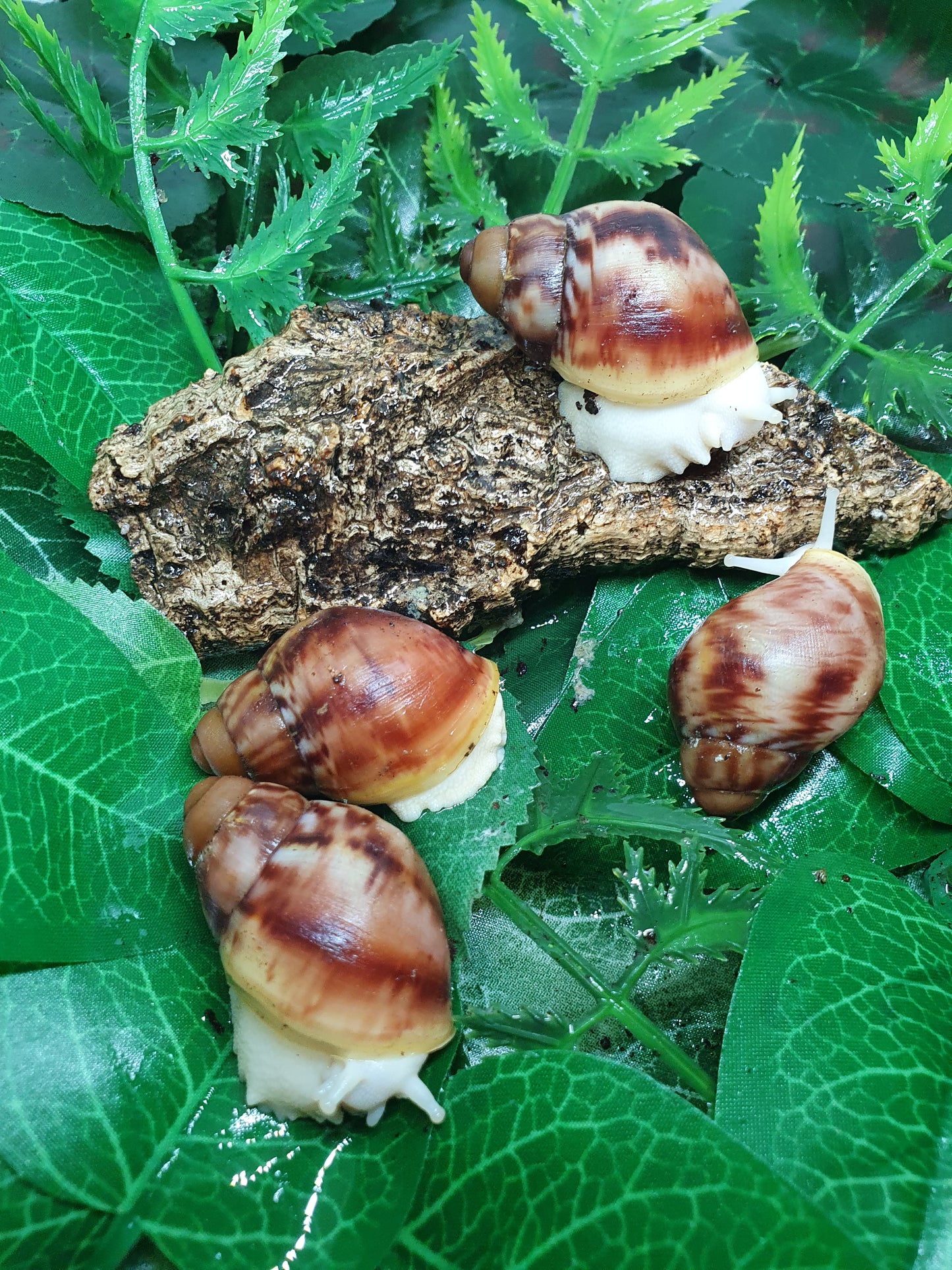 Archachatina Purpurea albinos 3 mois nc.