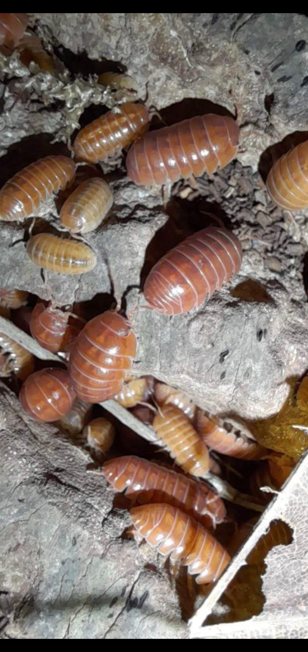 A. Vulgare 