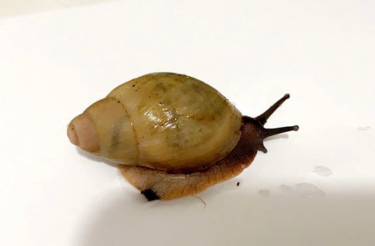 Archachatina Porphyrostoma albina shell nc.