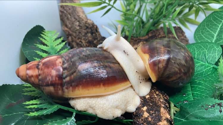 Couple d'Archachatina Rhodostoma albinos nc .