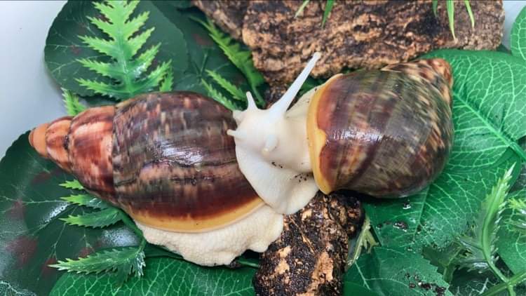 Couple d'Archachatina Rhodostoma albinos nc .