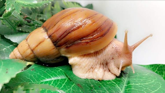 Lissachatina Immaculata mozambique juvénile